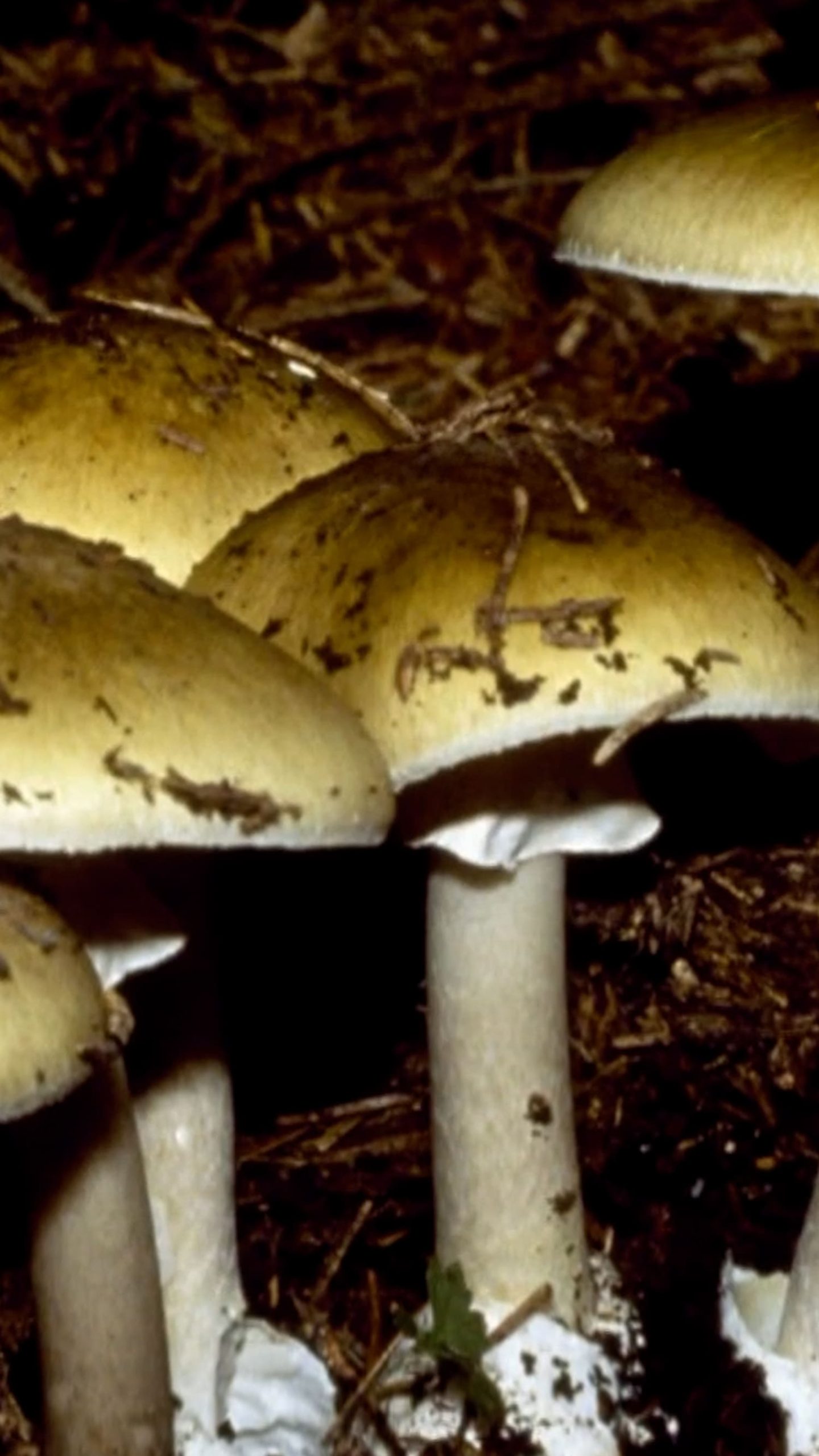 Foraged mushrooms in California linked to three deaths