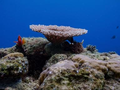 Things to know about the High Seas Treaty as it takes effect