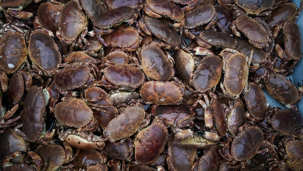 Irish town ‘shell-shocked’ after 15,000 crabs escape from overturned truck