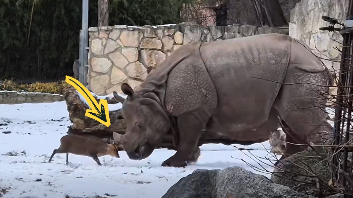 Does ‘David vs. Goliath’ video really show rhino and tiny deer headbutting each other?