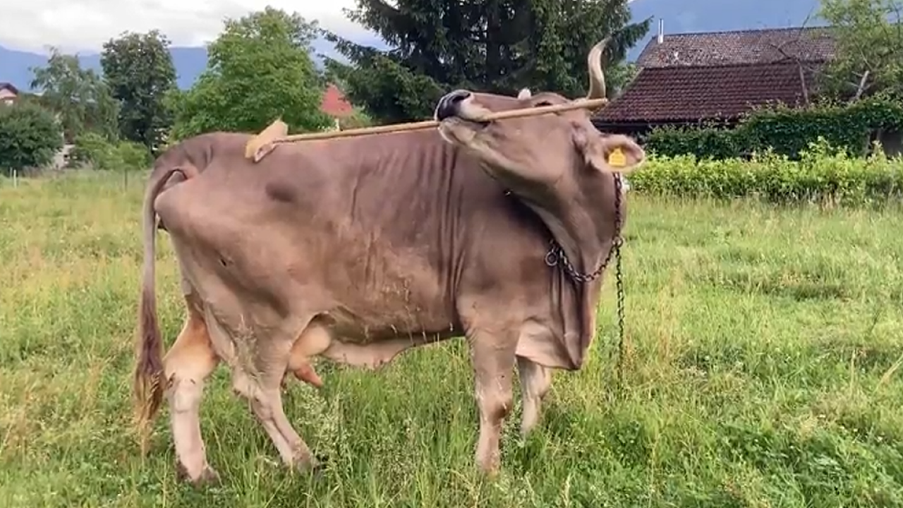 Ever seen a pet cow pick up a broom and scratch herself with it? You have now