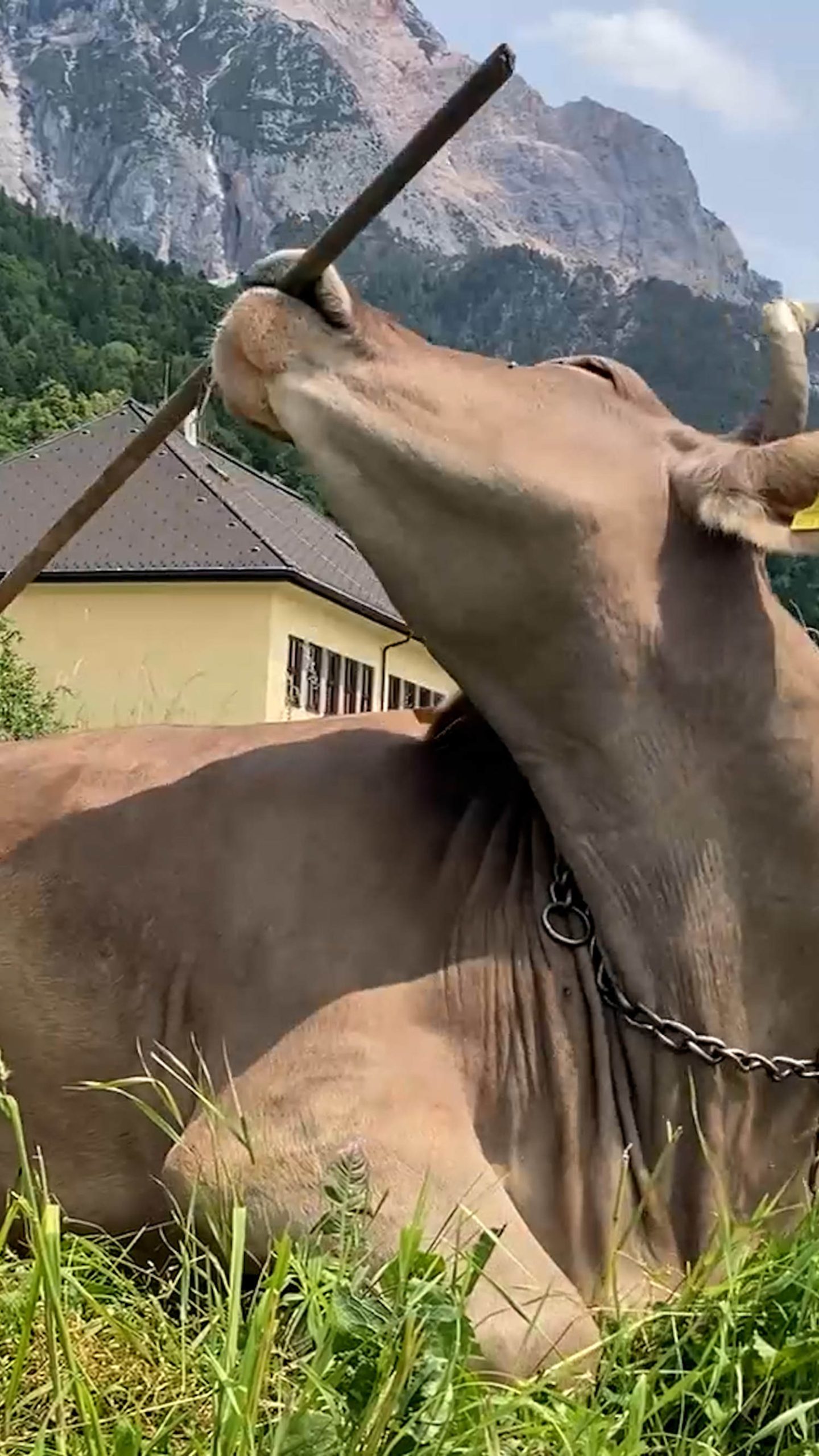 Cow in Austria uses broom to scratch herself