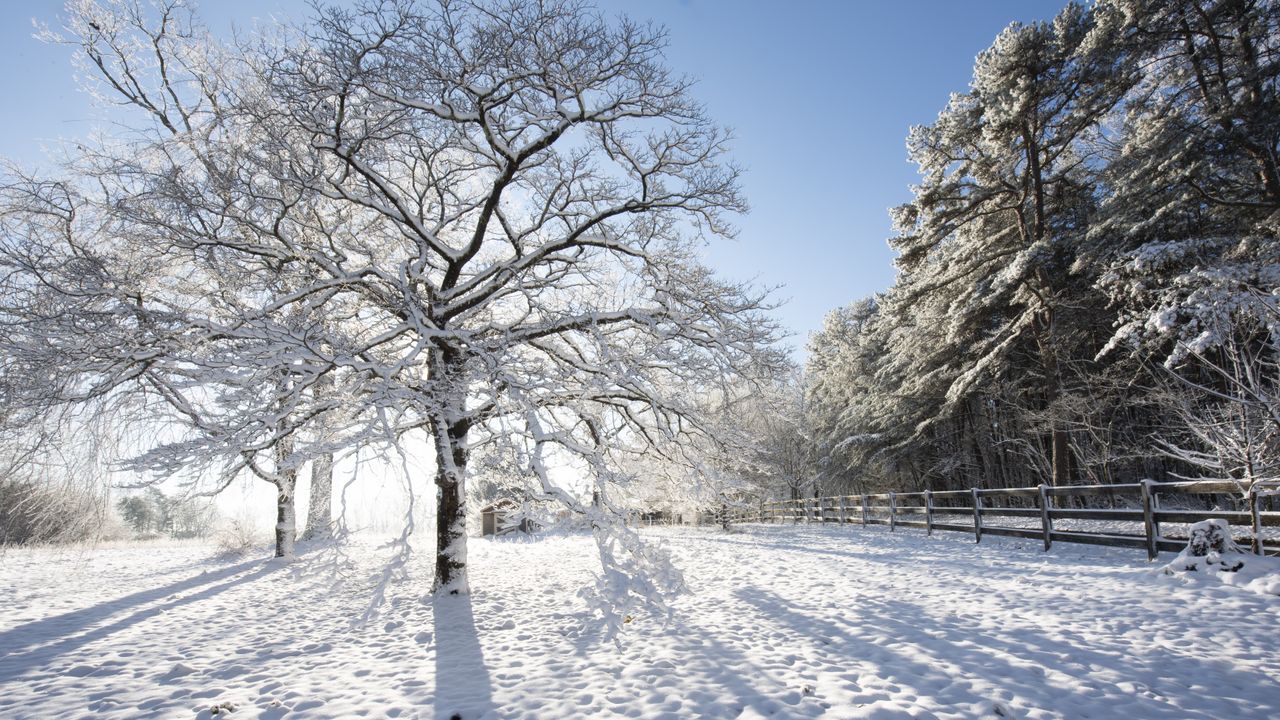 Arctic blast probably won’t cause trees to explode in the cold — but here’s what happens if and when they do go boom