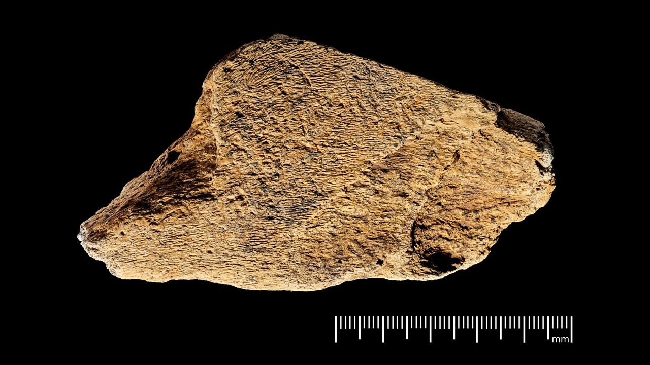 480,000-year-old ax sharpener is the oldest known elephant bone tool ever discovered in Europe
