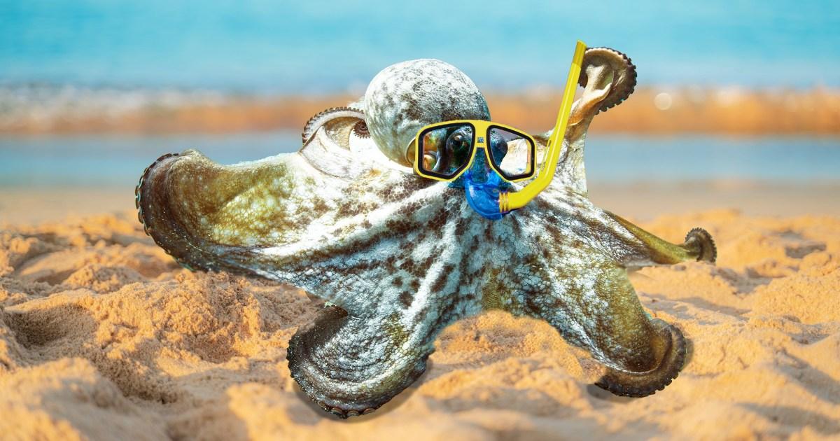 Octopuses could ‘take over the world and build underwater cities’ one day