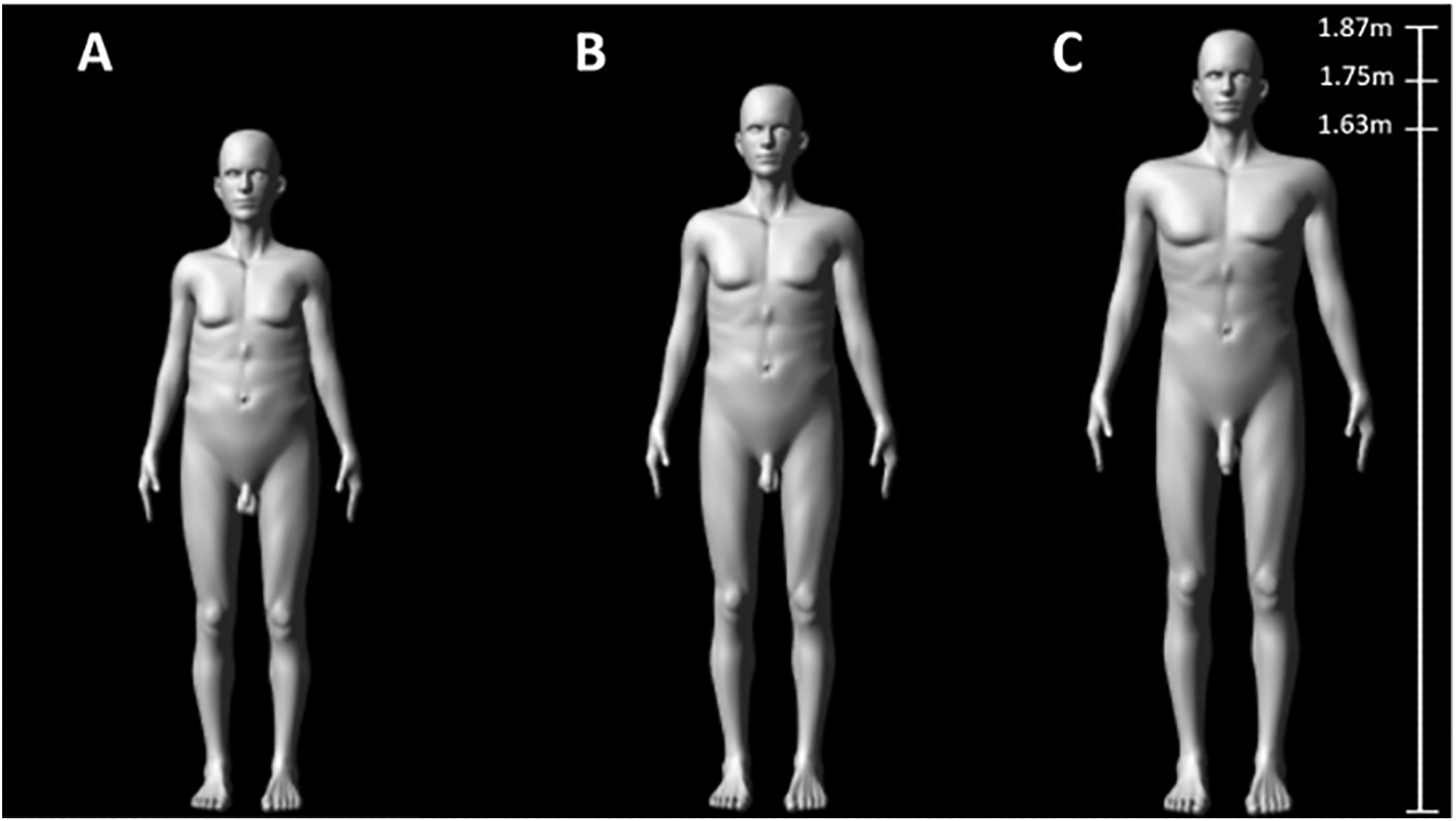 The long and short of it: Human penis size evolved for both attraction and rivalry, study suggests