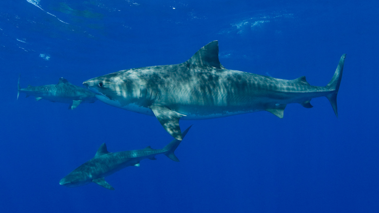 Shark attacks in Hawaii spike in October, and scientists think they know why
