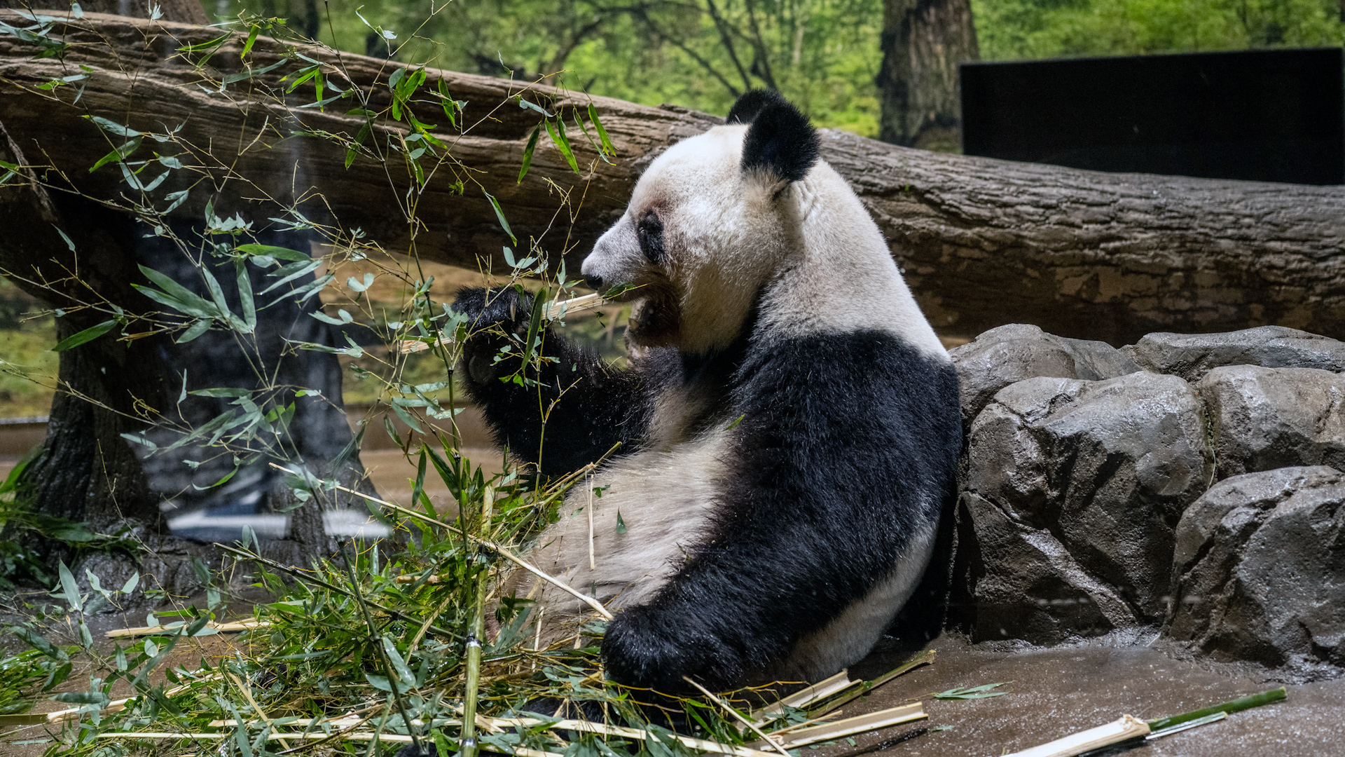Japan says goodbye to last pandas amid strained ties with China
