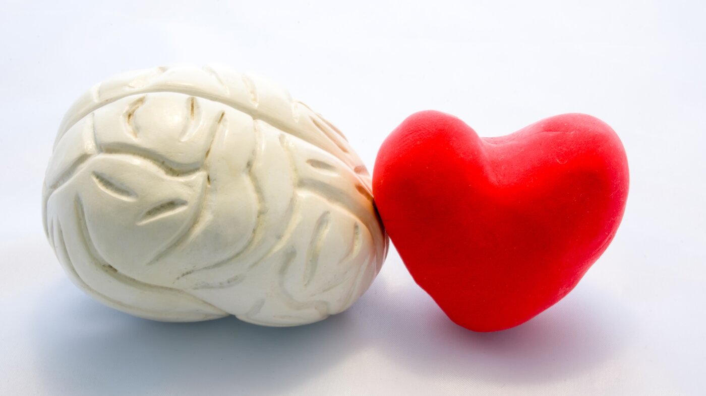 Scientists shed new light on the brain’s role in heart attack