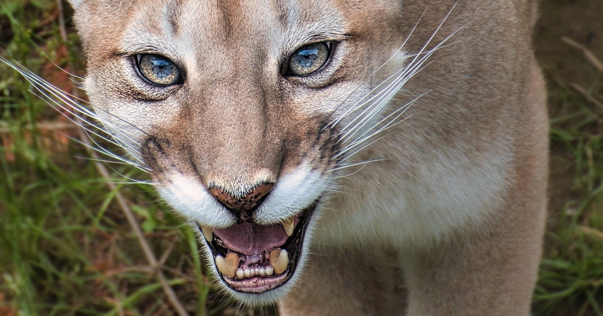 Mountain Lion Spotted Roaming Streets Of San Francisco