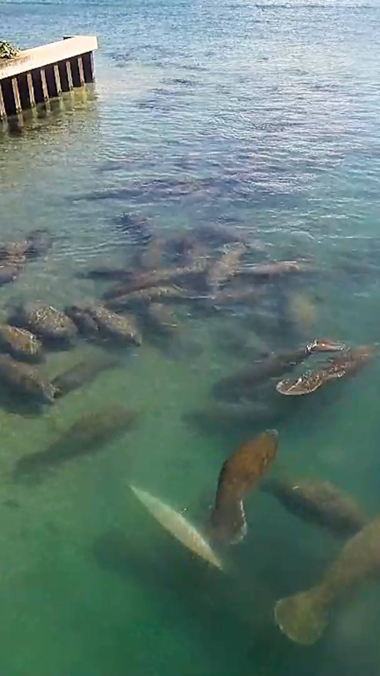 Record number of manatees spotted in Florida lagoon
