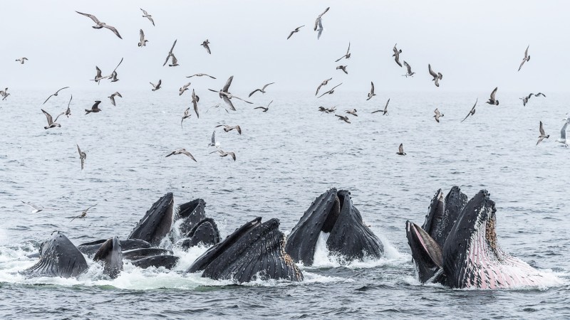 Canadian humpback whales thrive with a little help from their friends