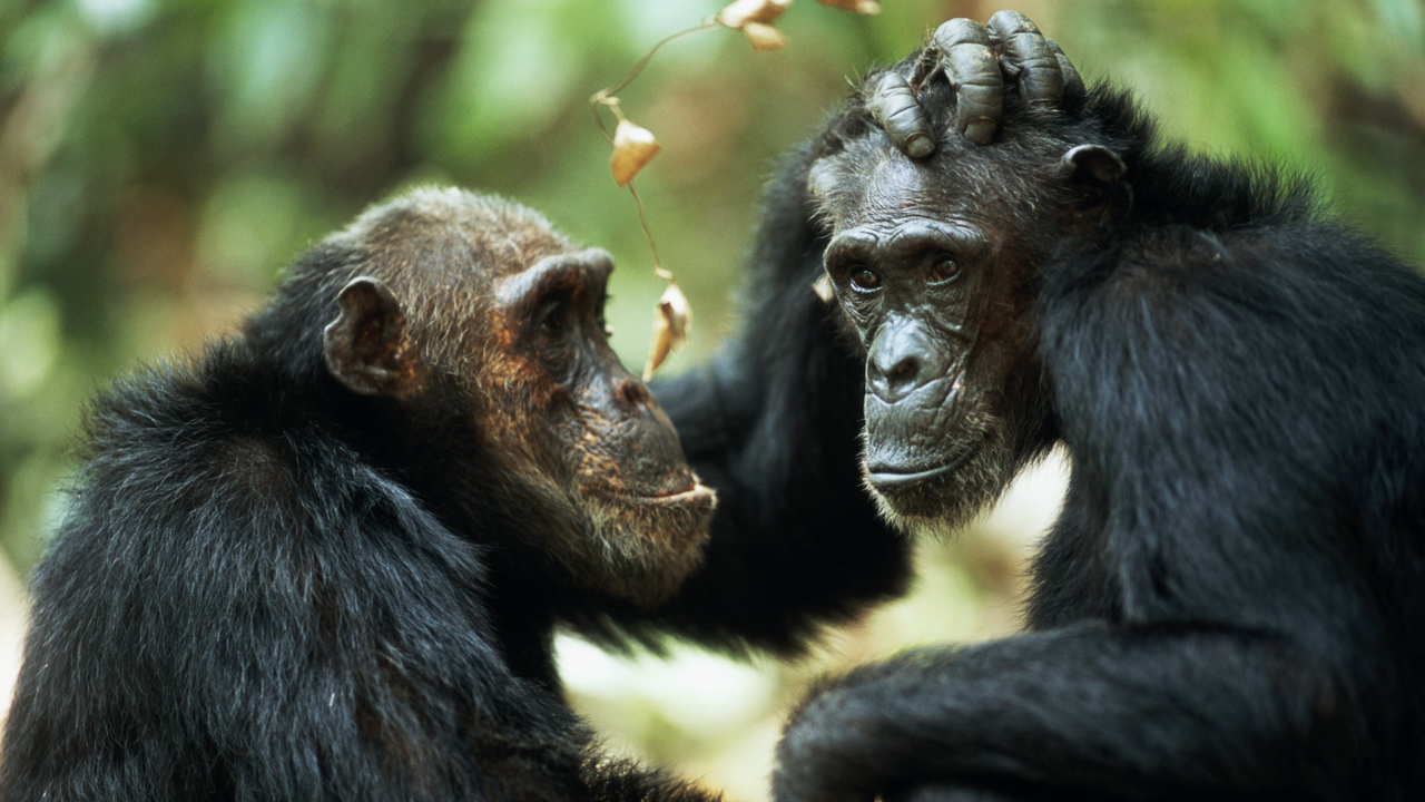 ‘Part of the evolutionary fabric of our societies’: Same-sex sexual behavior in primates may be a survival strategy, study finds