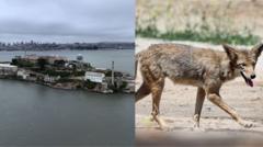 Stay or go – what’s next for coyote that swam to Alcatraz?