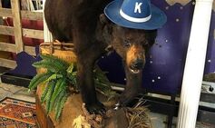 Horrifying true story of black bear ‘packed with 90lbs of cocaine’