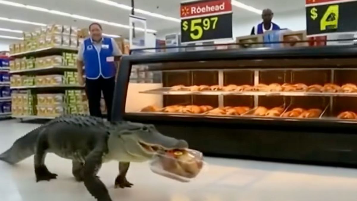 Do these videos show alligators nabbing rotisserie chickens at Walmart stores in Florida?