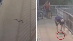 Watch: Snake at train station scares Sydney commuters