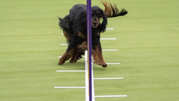 IN PHOTOS | Best of Westminster Kennel Club dog show