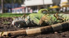 Watch: Florida iguanas are ‘cold stunned’ and falling from trees