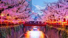 Japanese city cancels cherry blossom festival over badly behaved tourists