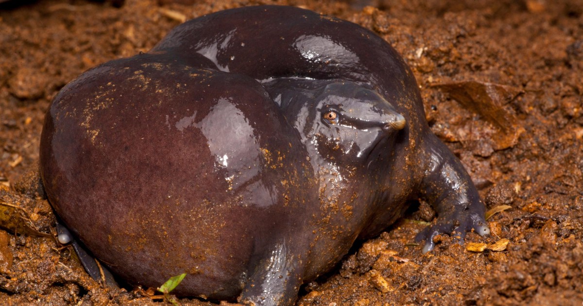 7 of the world’s ugliest animals – and the survival tricks behind their weird looks