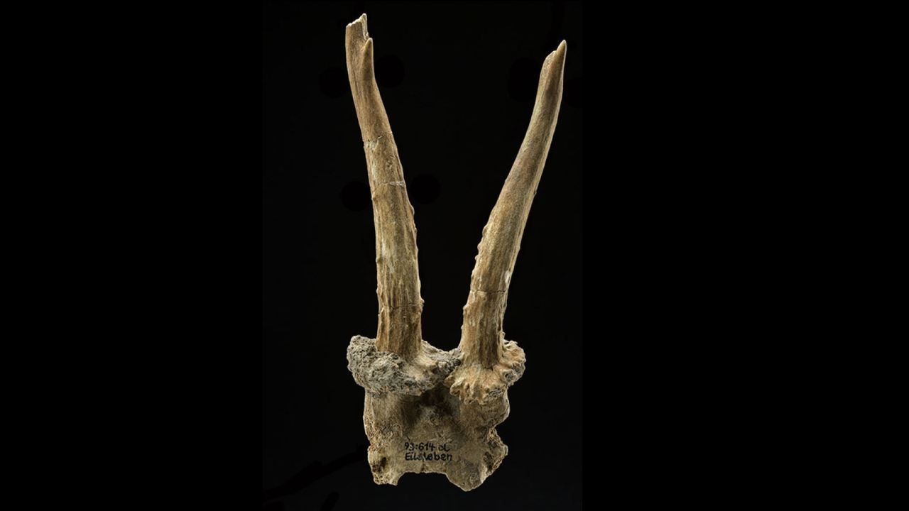 7,500-year-old deer skull headdress discovered in Germany indicates hunter-gatherers shared sacred items and ideas with region’s first farmers