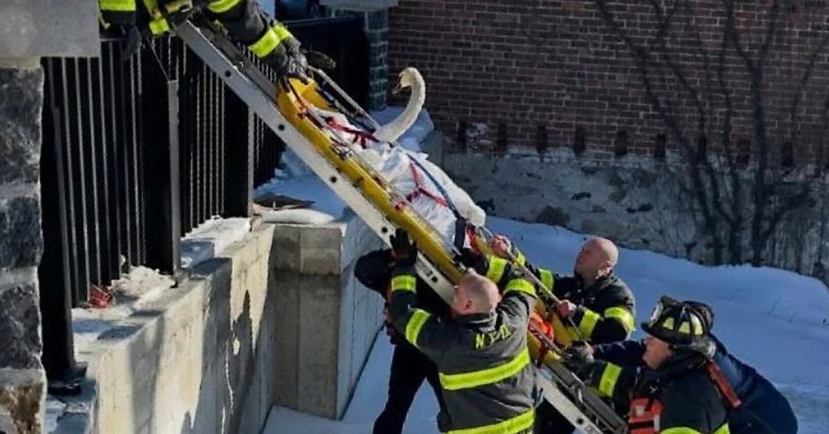 Firefighters Rescue Winged Creature Stuck In Frozen Connecticut River