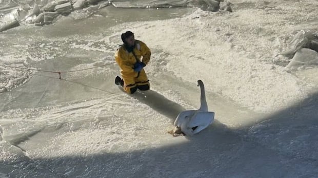Clancey the swan rescued after being trapped for days on a frozen Connecticut river