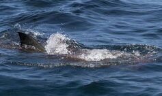 ‘Great white shark played tug of war with my leg in Los Angeles and I survived’