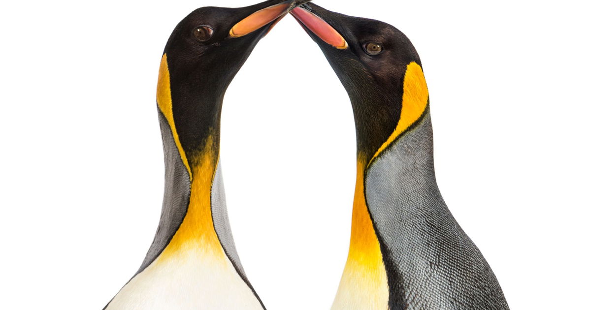 Russian journal banned from writing on same-sex animal behavior without expressing disgust for it