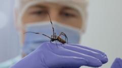 Could this spider’s silk help repair nerves?