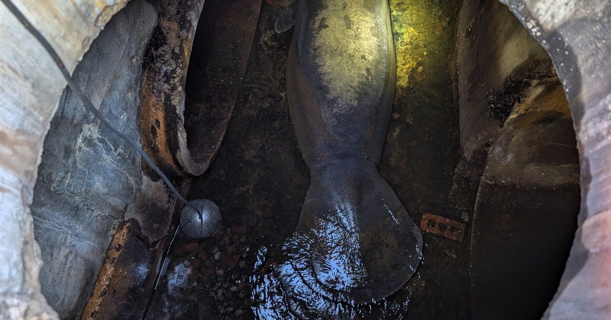 Manatee Rescued From Florida Storm Drain Recovering At SeaWorld Orlando