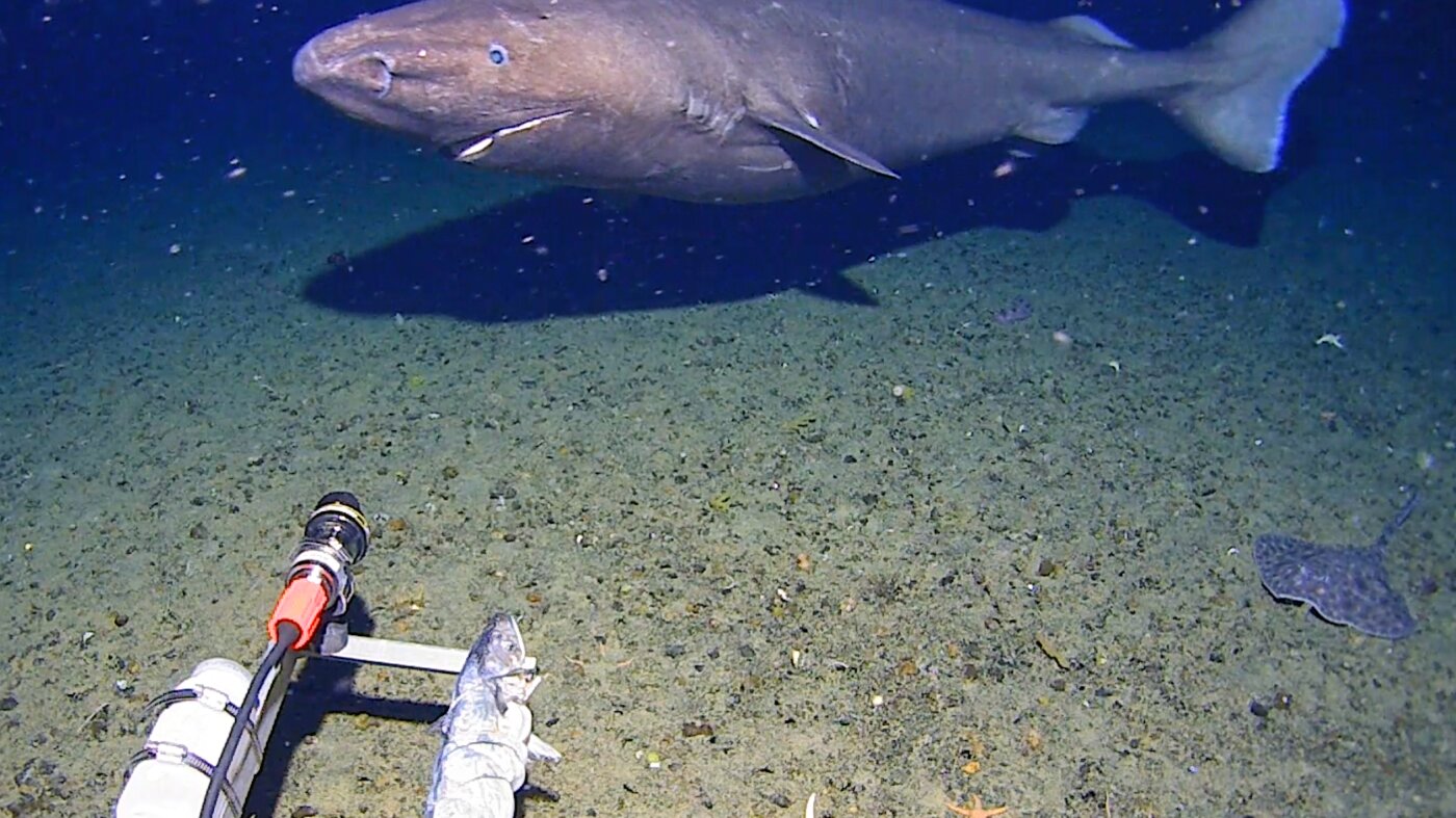 Surprise shark caught on camera for first time in Antarctica’s near-freezing deep