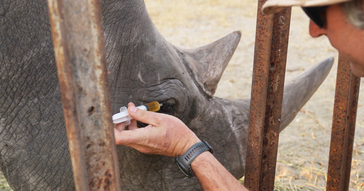Animal Experts Employ ‘Ridiculous’ Plan To Save Wild Rhino’s Eyesight
