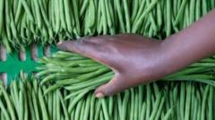 How two farms in Senegal supply many of the UK’s vegetables