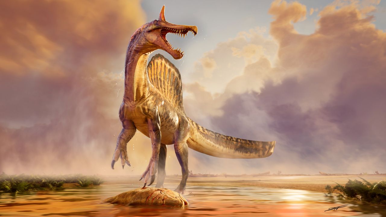 95 million-year-old Spinosaurus had a scimitar-shaped head crest and waded through the Sahara’s rivers like a ‘hell heron’