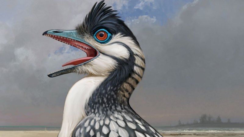 A mouth built for efficiency may have helped the earliest bird fly