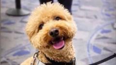 Woman charged over abandoning dog at Las Vegas airport