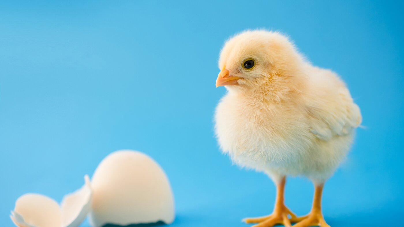 Baby chicks link certain sounds with shapes, just like humans do