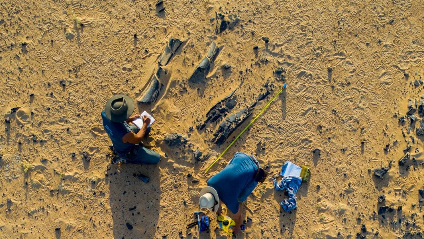 Newly discovered dinosaur species was a fish-eater with a huge horn