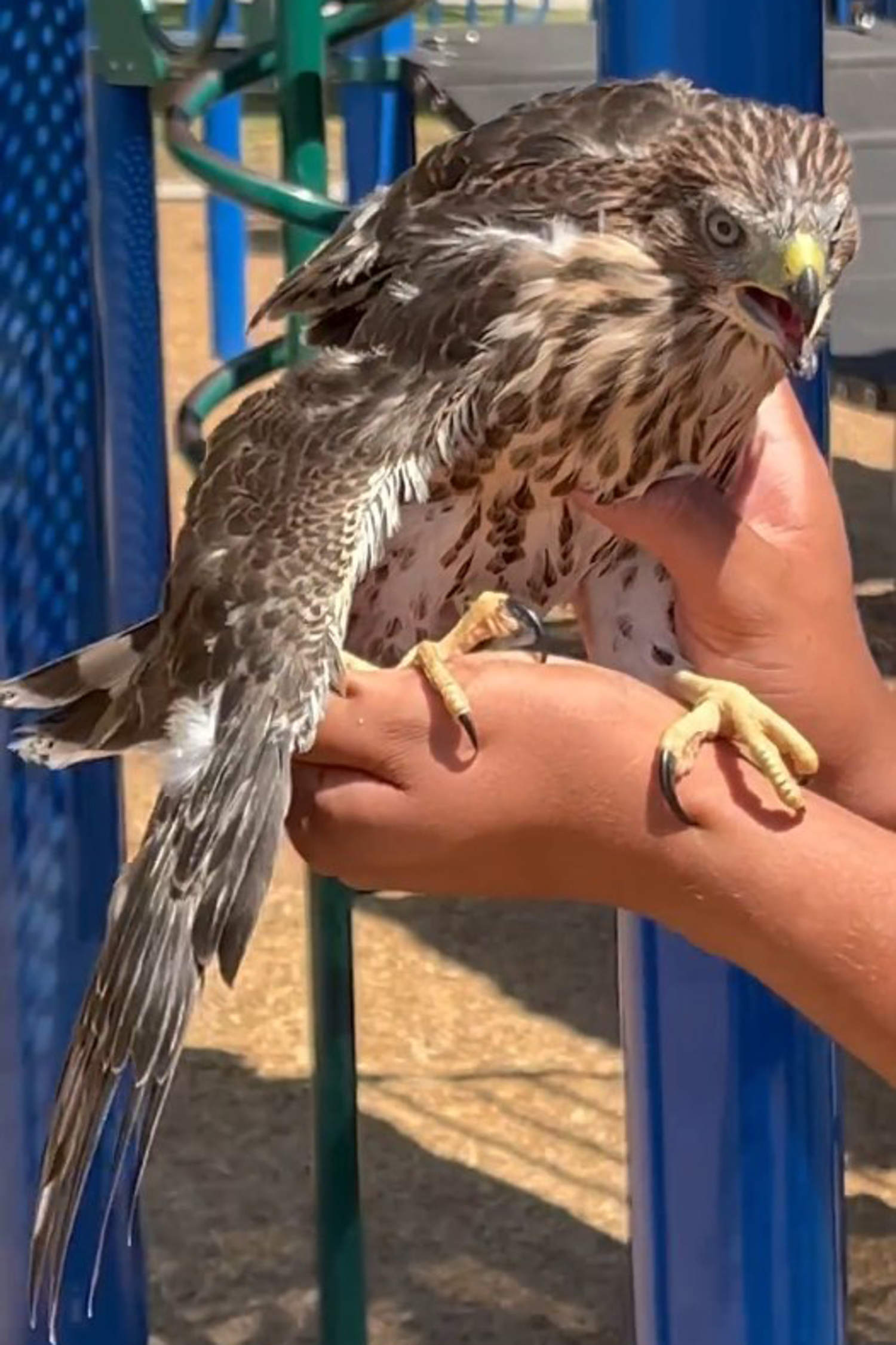 L.A. man who gave alcohol to hawk is sentenced for animal cruelty