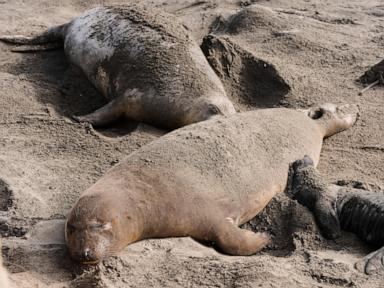 Bird flu outbreak hits California elephant seals, officials cancel popular tours