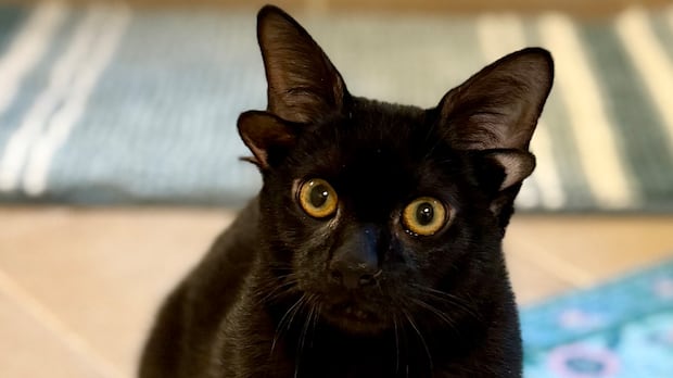 This four-eared cat is up for adoption, and the applications are rolling in
