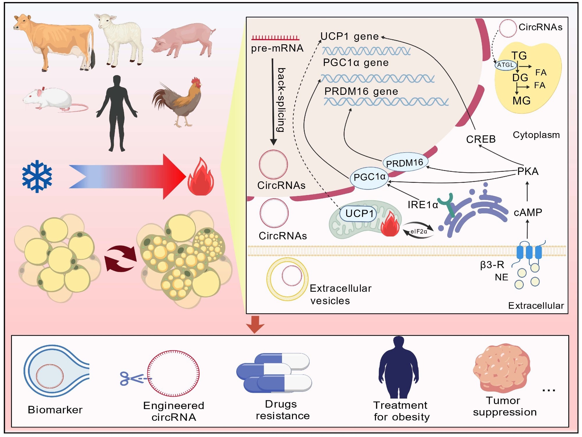 New review explains how circular RNAs could unlock fat browning therapies