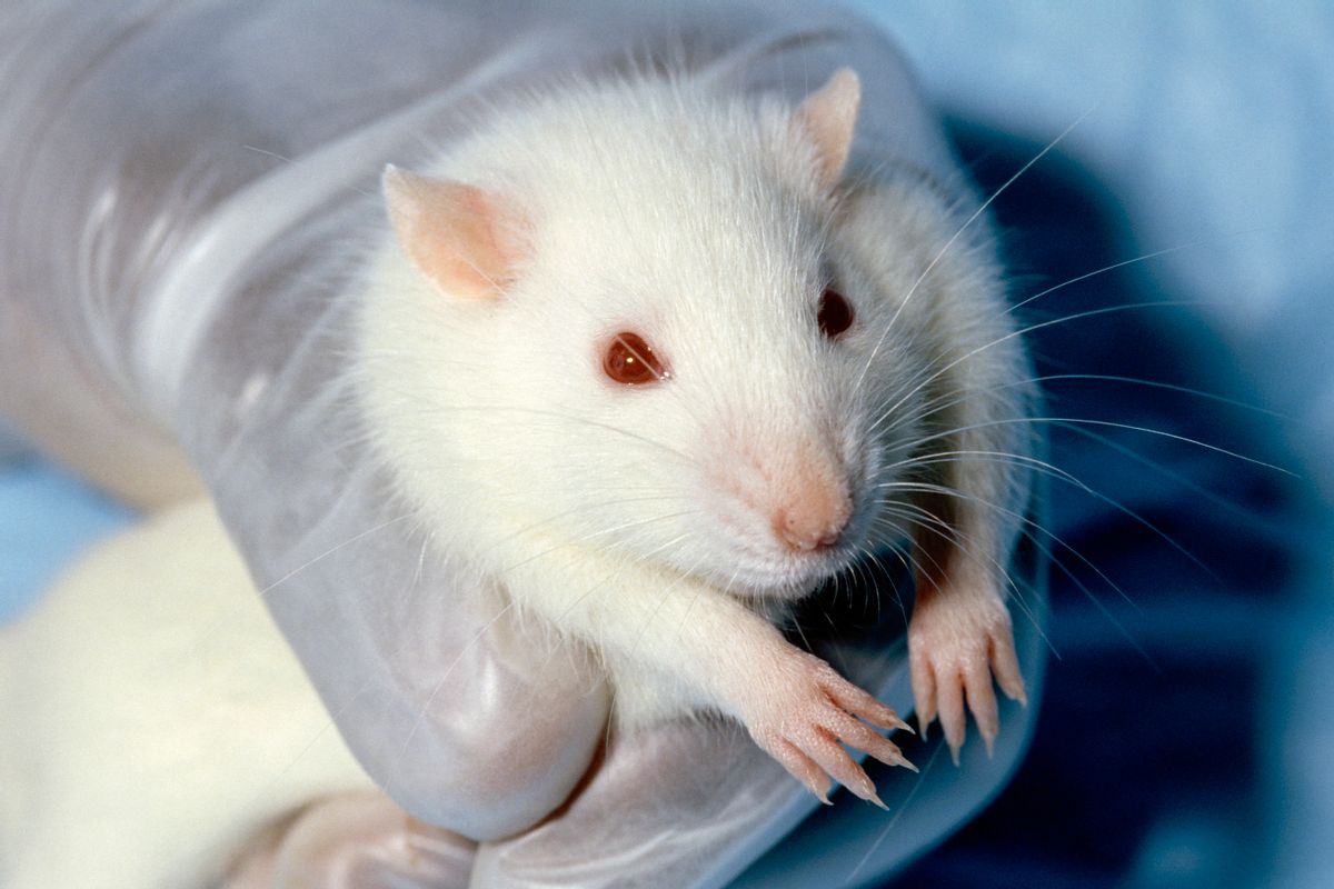 GOP lawmakers say feds spent about $250M on transgender animal testing. That’s misleading