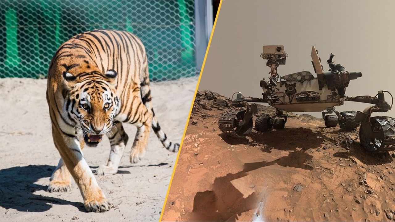 Science news this week: ‘Spiderwebs’ on Mars, tigers’ return to Kazakhstan, and 2,000-year-old skull with permanently blackened teeth