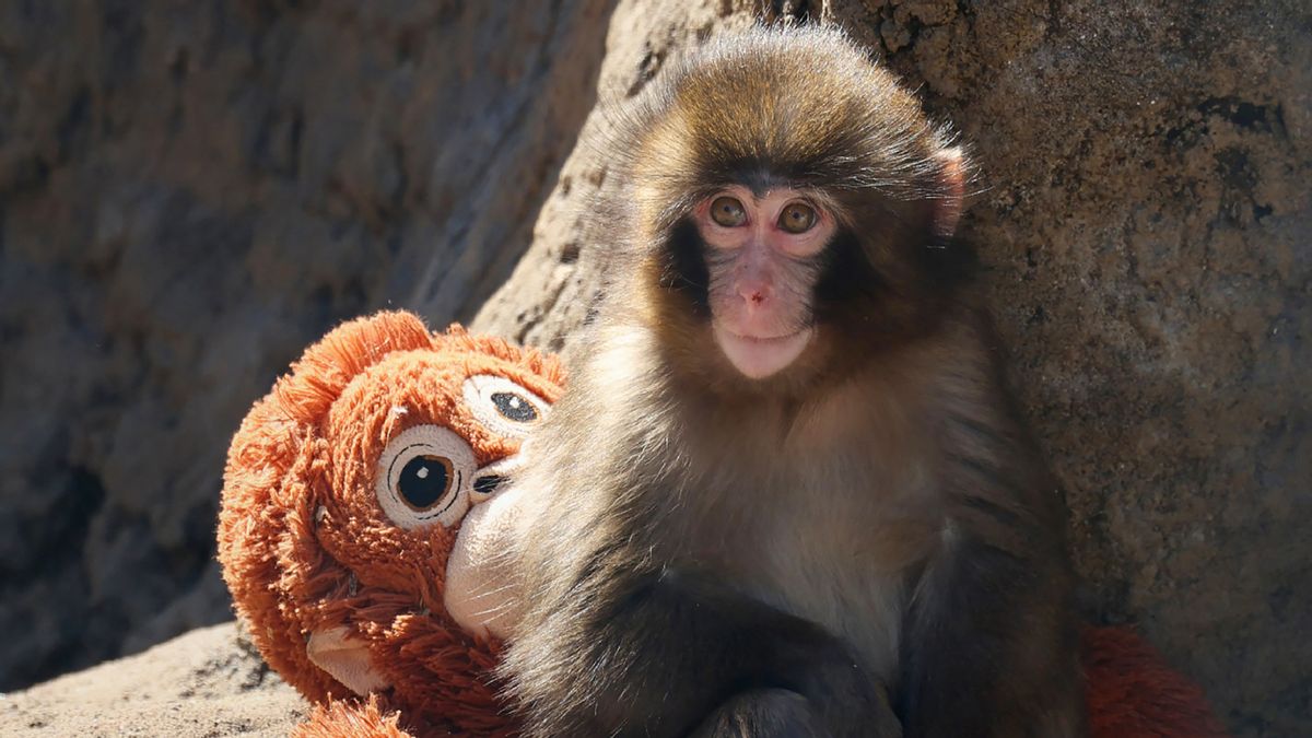 Story of Punch the monkey finding comfort in stuffed animal after abandonment melts hearts