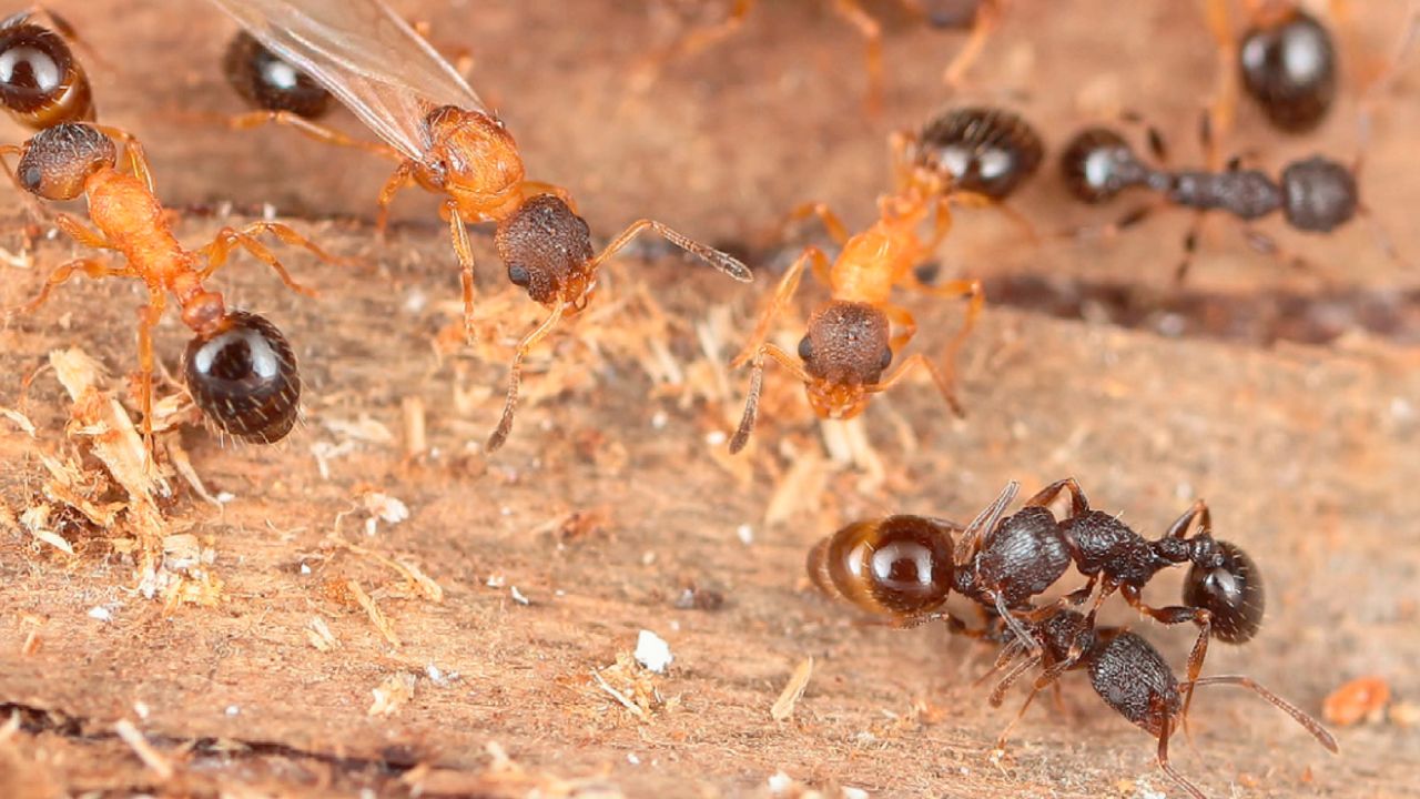 Every ant is a queen in this parasitic species — and they reproduce by cloning themselves and hijacking other ant colonies