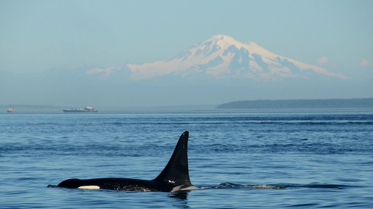 Chewed-up orca fins on Russian beach point to cannibalism, and scientists say it may explain why some pods are so tight-knit