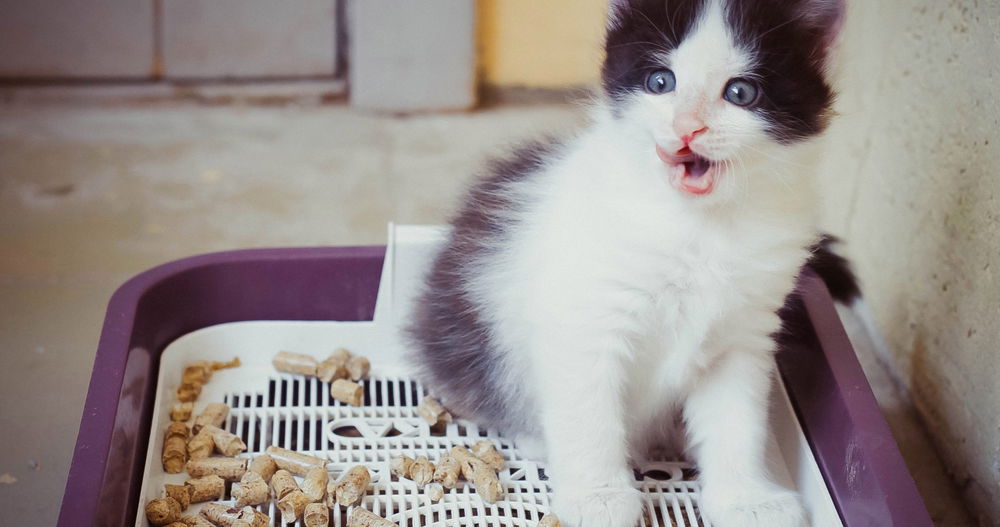 MAGA pastor lies about student “furries” using litter boxes in public schools